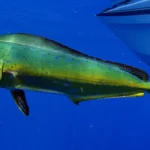 Mahi Mahi