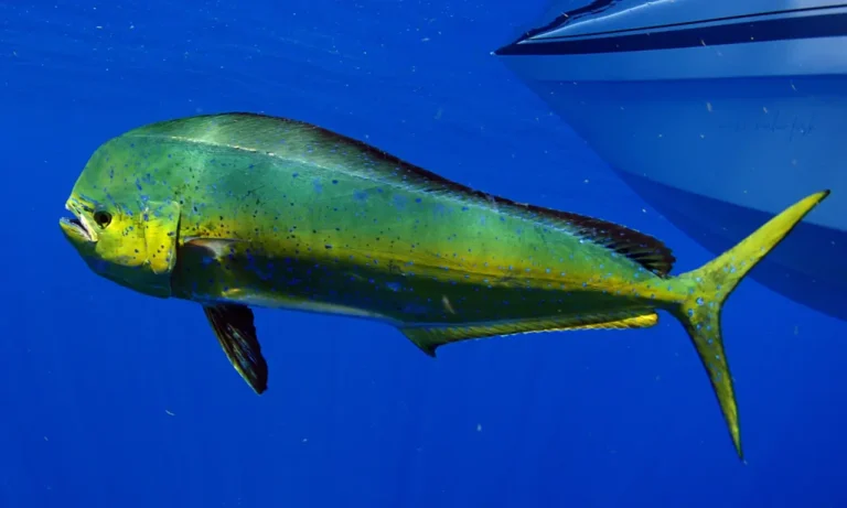 Mahi Mahi