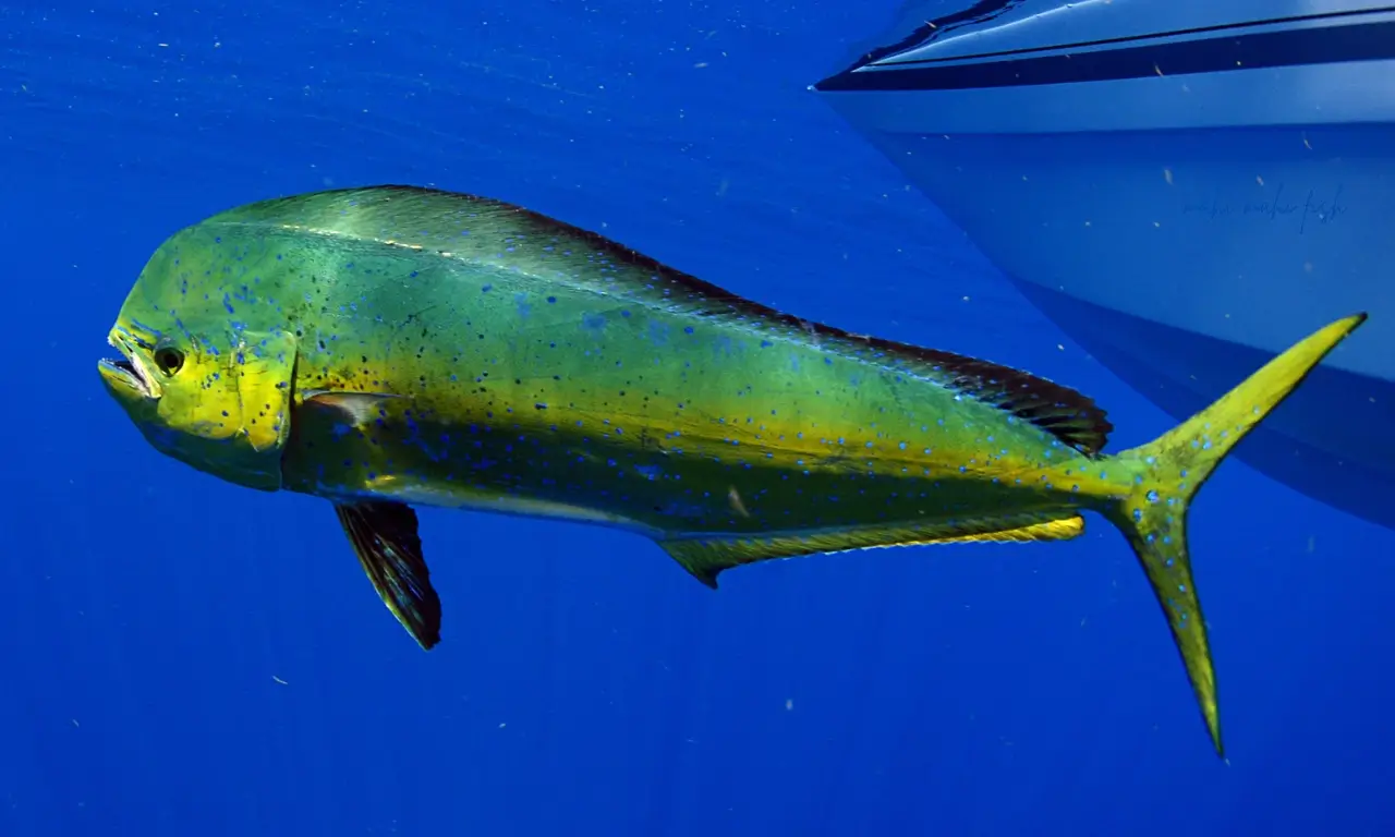 Mahi Mahi