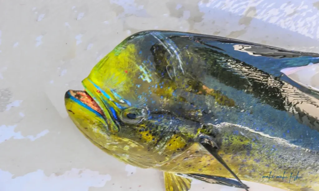 Mahi Mahi